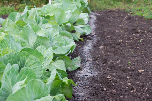 5 советов, которые помогут получить хороший урожай капусты в холодное дождливое лето